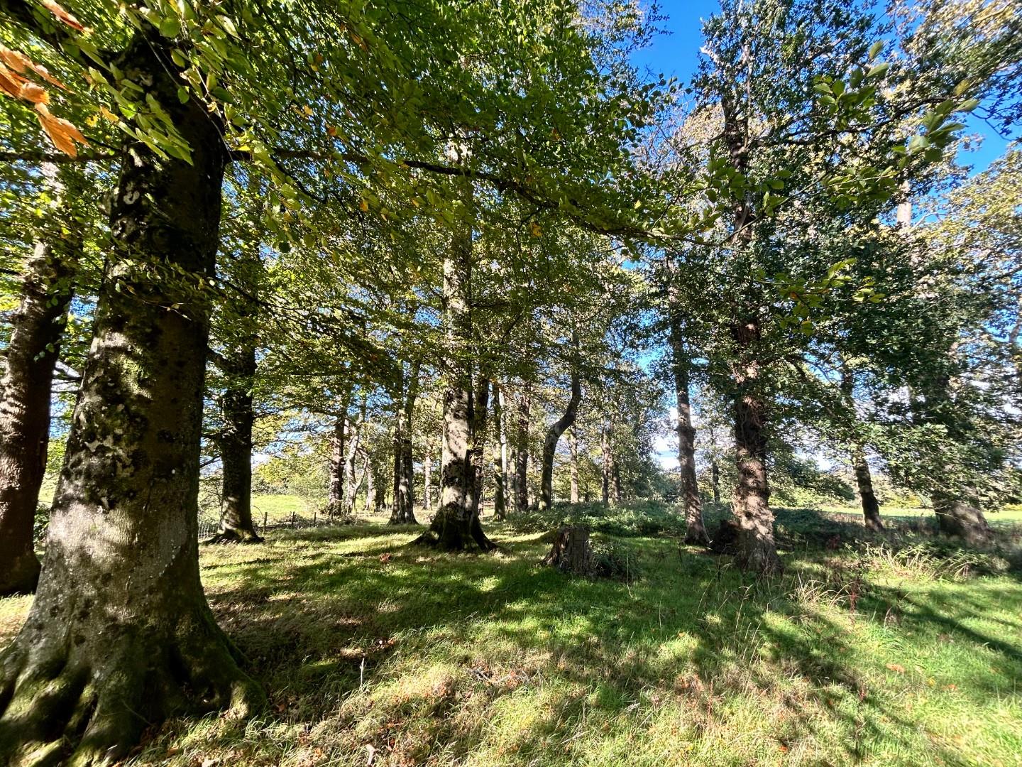Lot 3: Approximately 2.41 Acres of Woodland, Llwynrhyddid Farm, Hensol